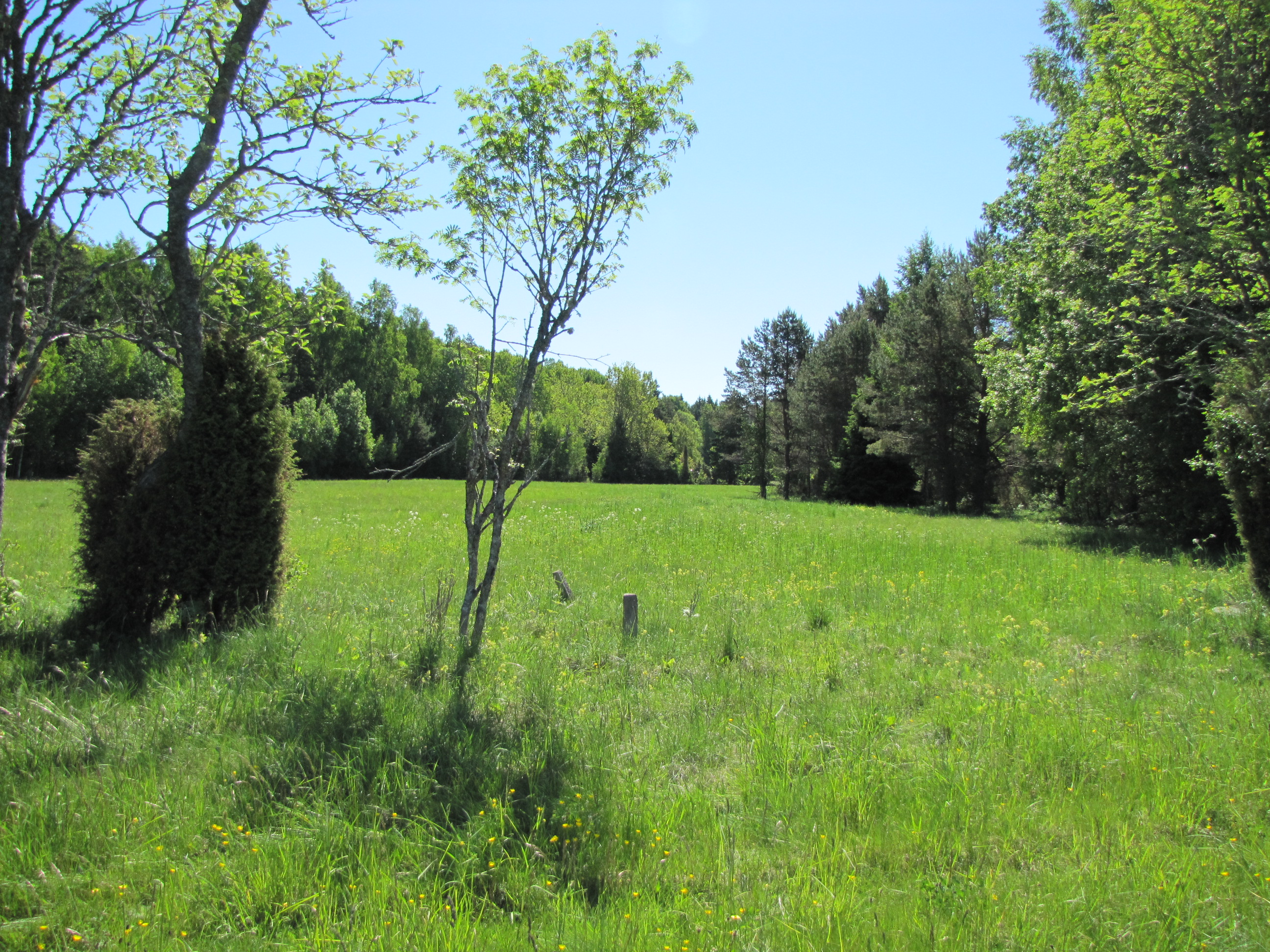 Kuiv niit lubjarikkal mullal