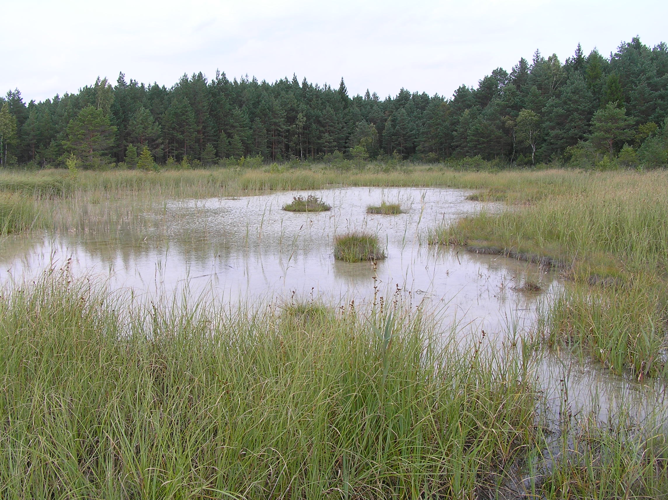 Valgejärve nõrglubja allikad