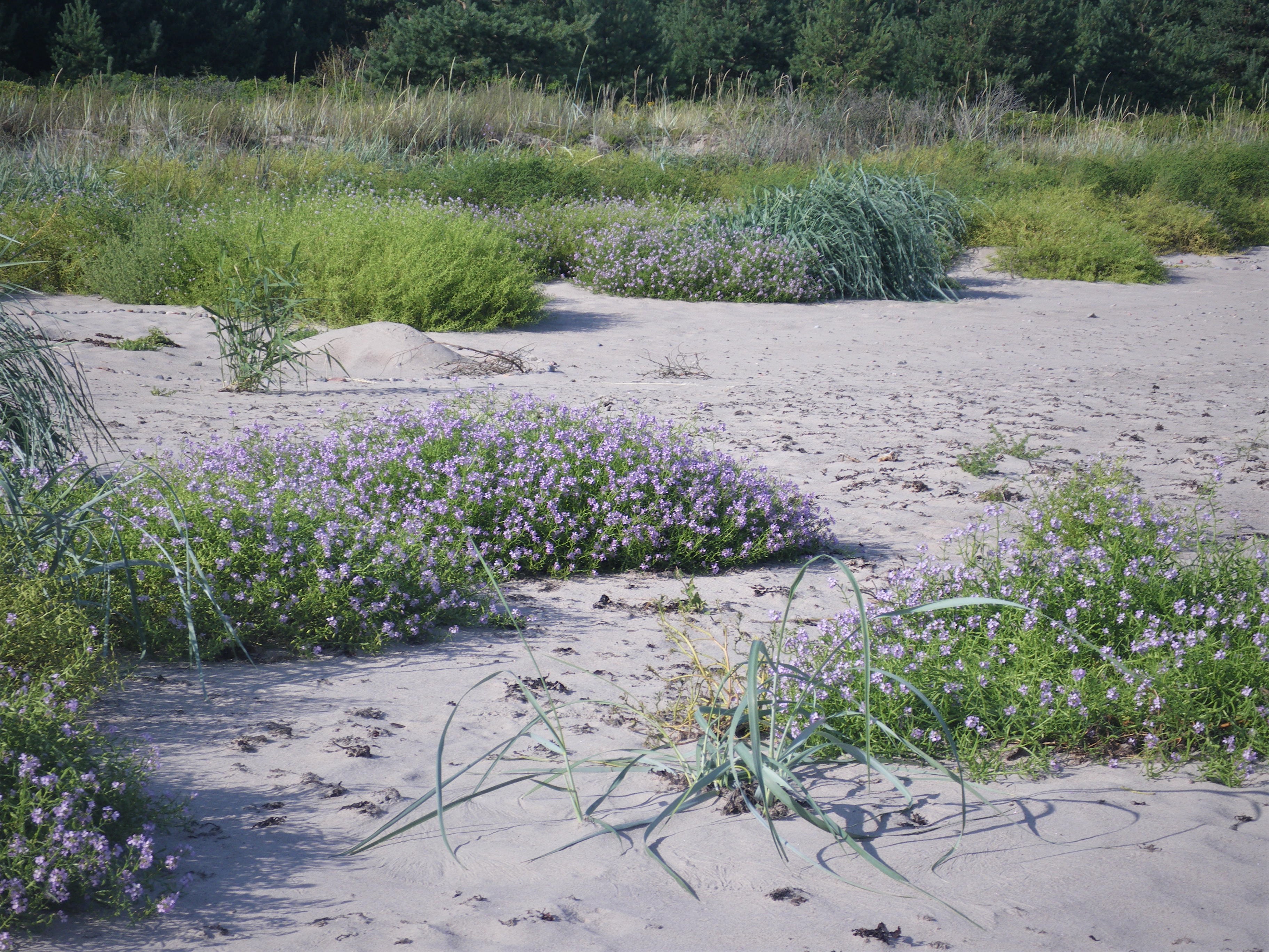 2120 - Valged luited