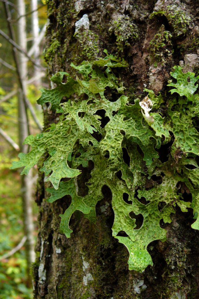 Harilik kopsusamblik