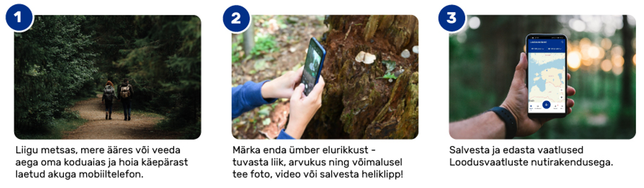 1. Liigu metsas, mere ääres või veeda aega oma koduaias ja hoia käepärast laetud akuga mobiiltelefon. 2. Märka enda ümber elurikkust - tuvasta liik, arvukus ning võimalusel tee foto, video või salvesta heliklipp. 3. Salvesta ja edasta vaatlused Loodusvaatluste nutirakendusega.