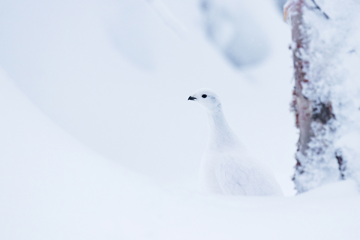 Willow ptarmigan. By: Karl Adami