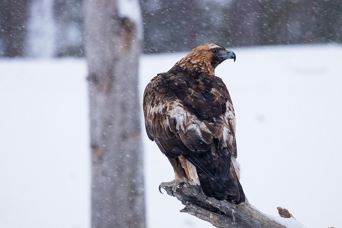 GOLDEN EAGLE. In the Estonian Natura 2000 sites, 129 bird species listed in Annex 1 to the Birds Directive can be found, including the golden eagle. By: Adami