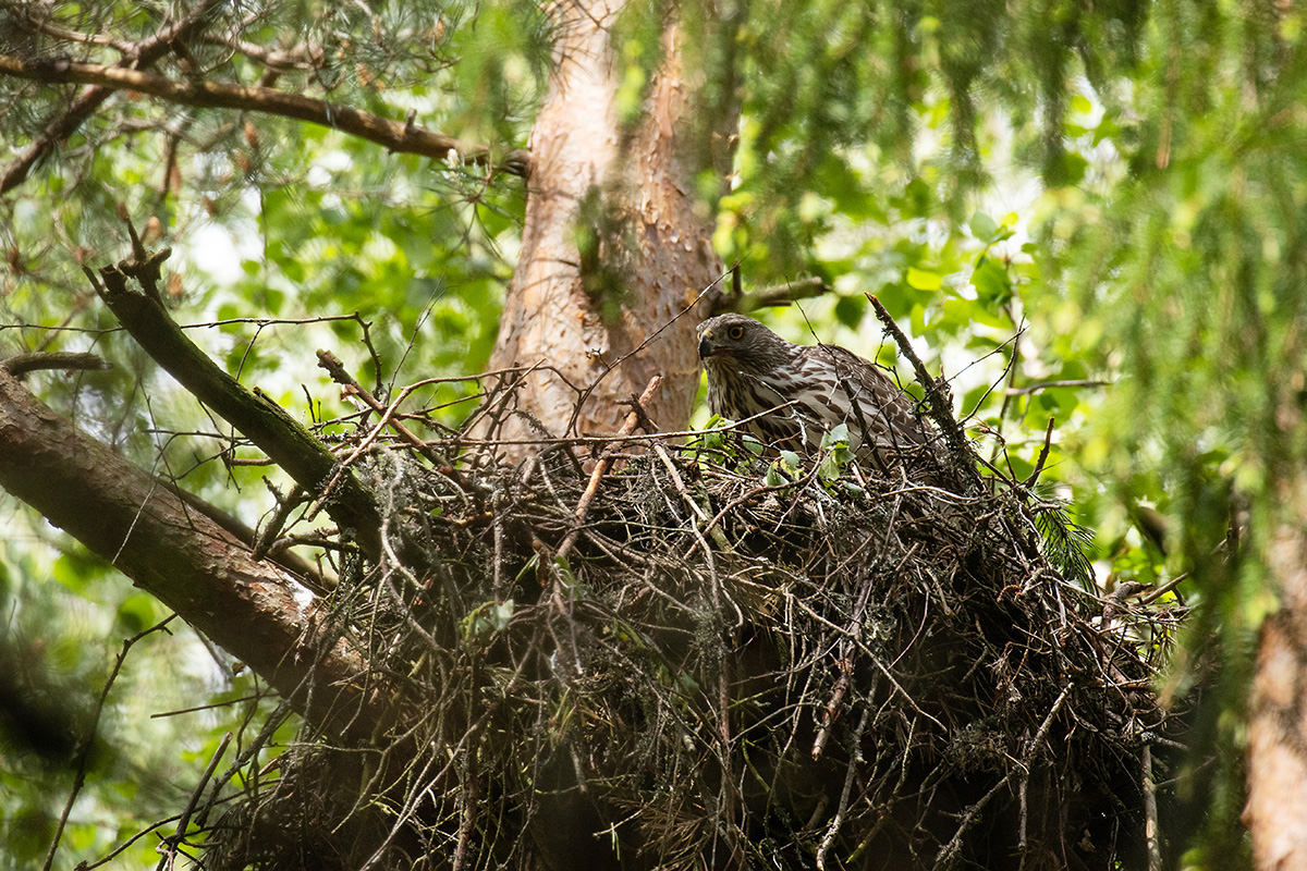 NORTHERN GOSHAWK. Northern goshawk is one of the species whose abundance dropping sharply is associated with increased deforestation. By: Adami