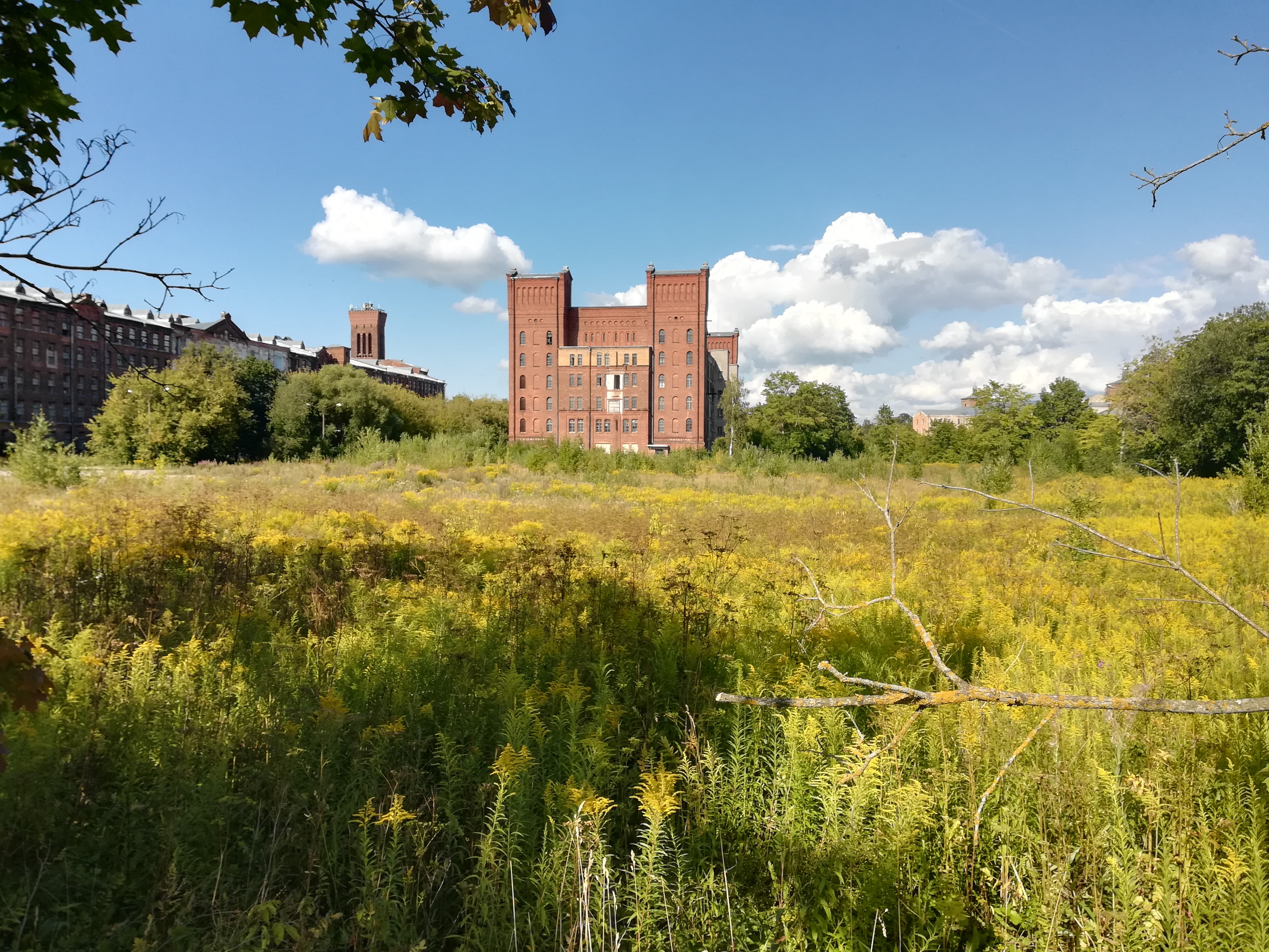 Kanada kultvits. Autor: Kaisa Viira