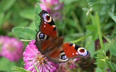Päevapaabusilm - esimene aasta liblikas