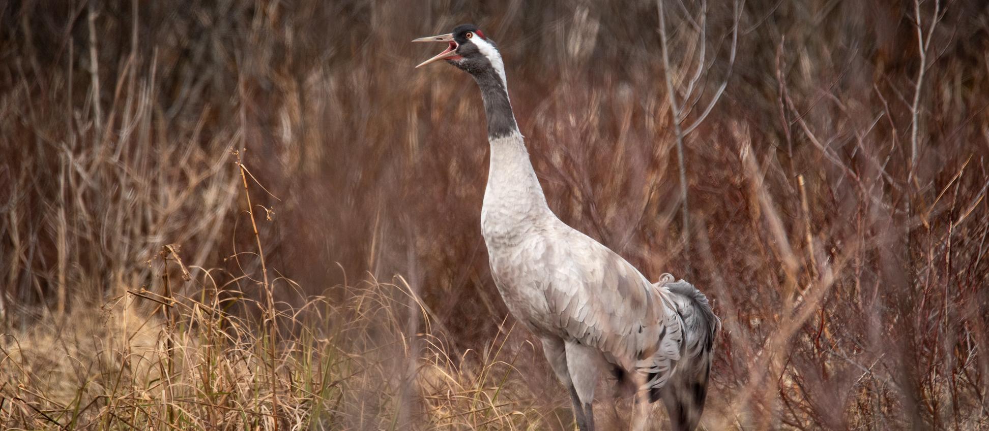 Sookurg. Foto: Maris Sepp