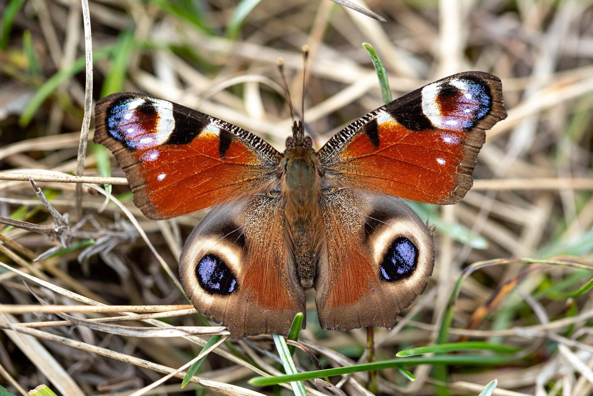 Päevapaabusilm. Foto: Maris Sepp